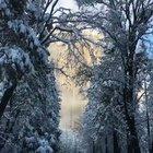 🔥 Yosemite National Park in Winter