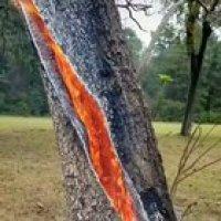 🔥 Lightning strike caused a tree to burn from the inside