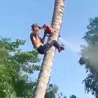 HMRB while I cut down a palm tree without a ladder