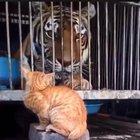 cat takes on another