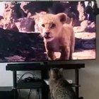 The latest Lion King movie really draws you in!