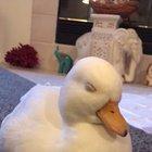Sleepy duck