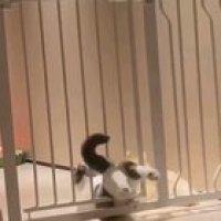 Cats can be liquid, but hips don't lie...