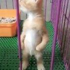 Give that kitten whatever she wants 😻