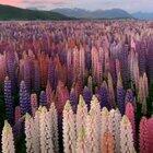 🔥 field of wild lupine in new zealand