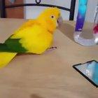 Nothing cute just a..birb dancing