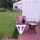 Red's owner says: This is my cat, Red. He does this often & I'm glad I was able to video him in action.