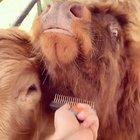 Family bonding time (from @threegreatscotts on Instagram)