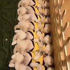 Sleeping doggos not social distancing