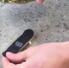 Tortoise having fun on a tech deck