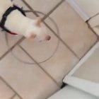 Homemade invention for a blind dog who was afraid to walk!