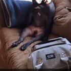 Guilty but good boy Jabba