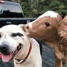 All animals deserve love.