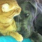 Все любят котиков 😌