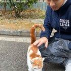 Dangerous wild feline pounces on his prey