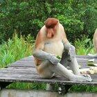 Обезьяна Носач (кахау) – очень редкое животное, которое можно встретить лишь на острове Калимантан.