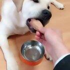 Doggos gotta stick together