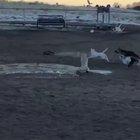 Someone brought an RC to the dog park... Zoomies ensued!