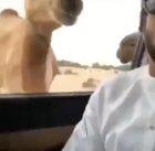 Oh my... look at the aggressive behavior displayed by these magnificent creatures