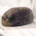 Thanks I hate turtle seal