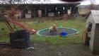 Sheep discovers how to use a trampoline