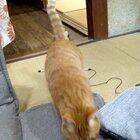 he’s trying to convince him to play