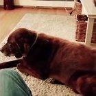 silent (but smelly) assassin