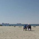 Good guys helping out a seal