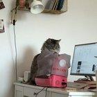 apparently my cat is a seamstress