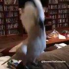 I hope this fits and it's not a repost.