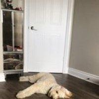 Quarantine day #...whatever