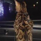 Cat looking at Christmas lights