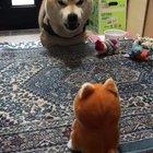 Shiba Inu having a heated debate