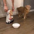 This cat went from delighted to confused as hell in seconds.