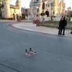 Donald and Daisy following 2 ducks
