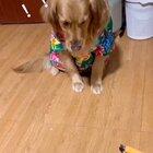 Баян о неудачной попытке отравления.