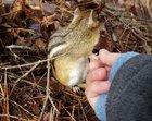 Touching a chipmunk