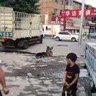 Monkey steals dogs bicycle.