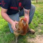 Playing with his cock