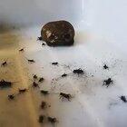 This South African rain frog eating crickets