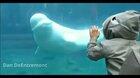 Thanks, I hate beluga whales