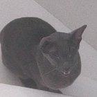 My cat do be meowing