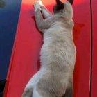 Waking up the stray cat