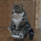 Bowl full of Cinnamon Toast Chonk ™