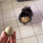 When I gave my dog an egg for the egg challenge, I didn’t expect for this to happen!