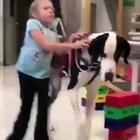 When you thought dogs can't get more amazing