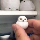 Owl stares mothafuckally.