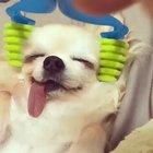 I've never seen a dog so content in my life