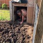 King of the pigs gets down and dirty