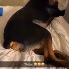 Thicc/10 would do again